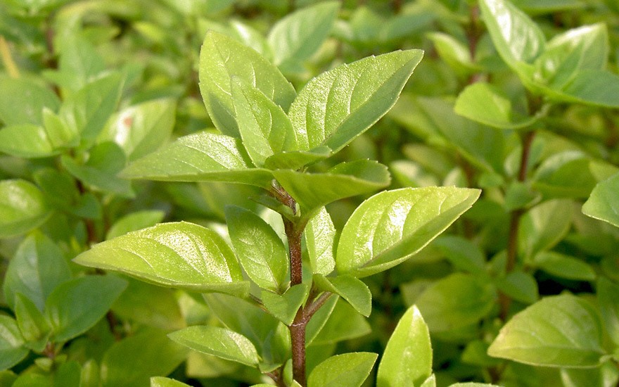 Griechisches Strauchbasilikum (Pflanze)