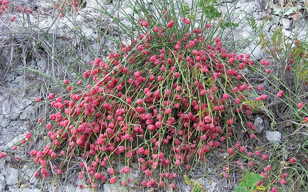 Ephedra (Pflanzen & Saatgut) Rühlemann's Kräuter und Duftpflanzen