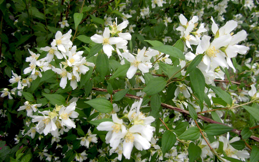 Pfeifenstrauch, aufrecht (Bauernjasmin) (Pflanze)