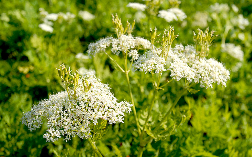 Süßdolde (Myrrhenkerbel) (Saatgut)