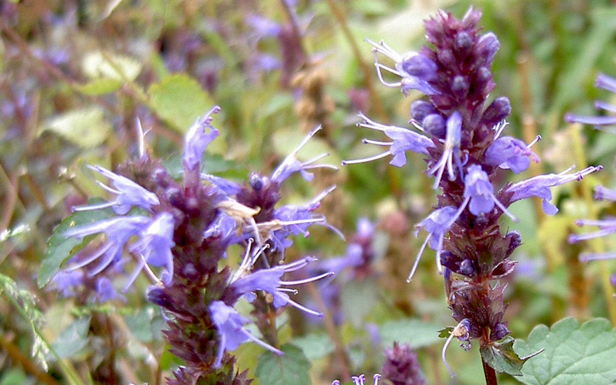 Agastache 'Korean Zest' (Pflanze)