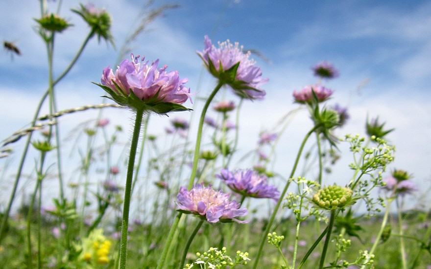 Wiesen-Witwenblume (Saatgut)