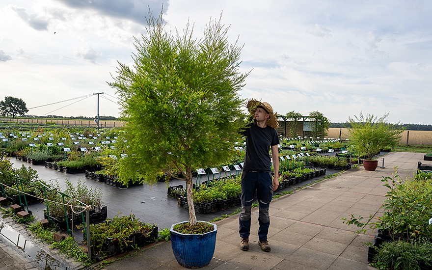 Teebaum (Saatgut)