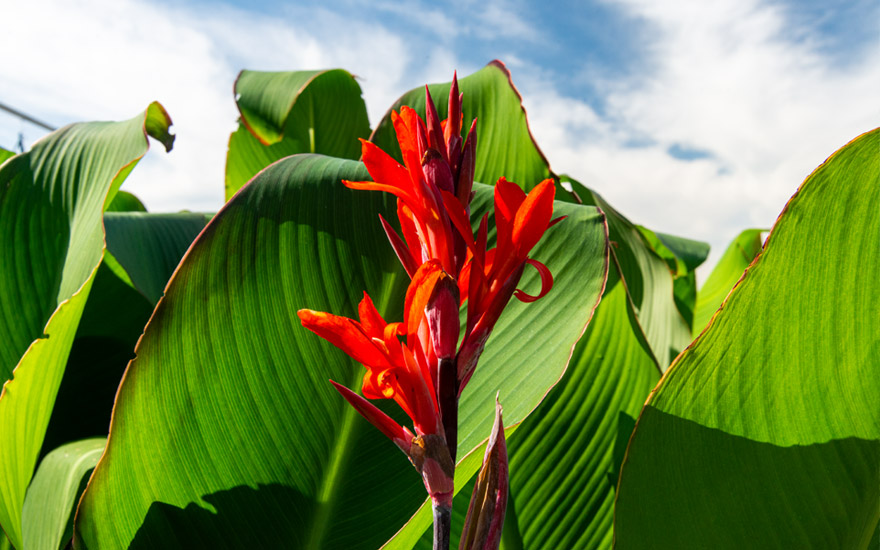 Australische Canna (Pflanze) Essbare Pflanzen Verwendung