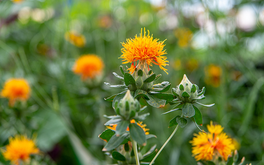 Färber-Safflor (Saatgut)