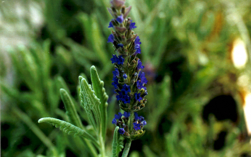 Zimmerlavendel (Pflanze) | Lavendel | Labkraut-Lungenkraut | Pflanzen &  Saatgut | Rühlemann's Kräuter und Duftpflanzen