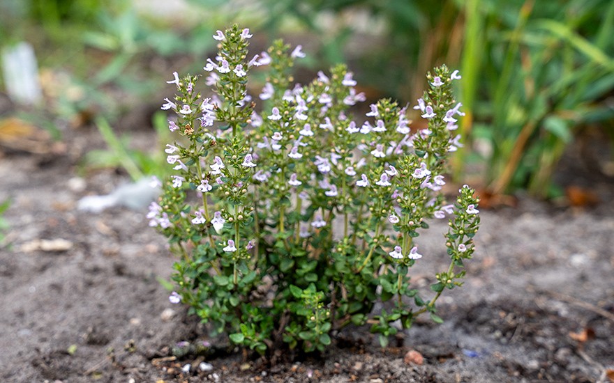 Pebrella, Pfeffer-Thymian (Saatgut)