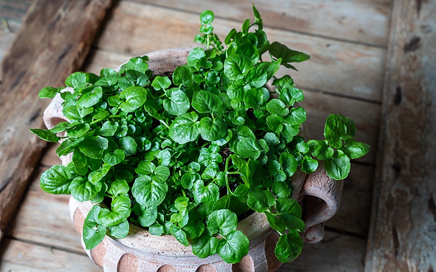 Brunnenkresse, kleinblättrig (Pflanze)