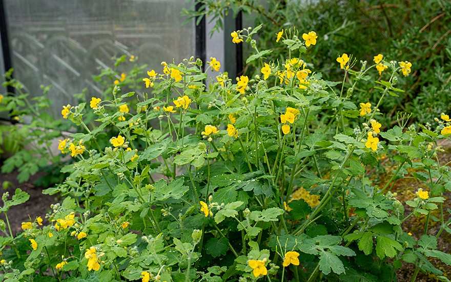Schöllkraut (Pflanze)