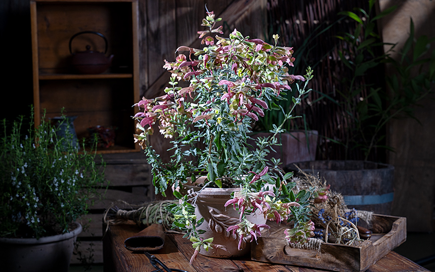 Lanzettsalbei (Pflanze)