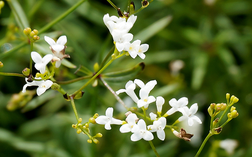 Färbermeister (Pflanze)