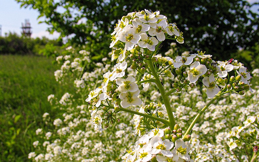 Tatarenkohl (Pflanze)