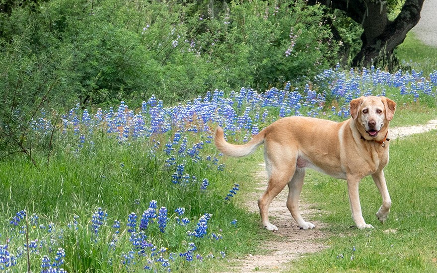 Zwerg-Lupine (Saatgut)