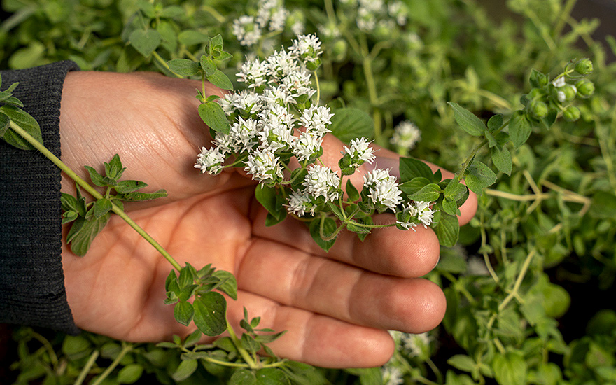 Türkischer Oregano (Pflanze)