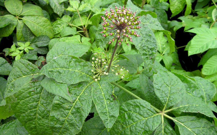 Sibirischer Ginseng (Pflanze)