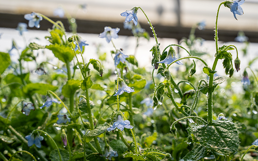 Ausdauernder Borretsch (Pflanze)
