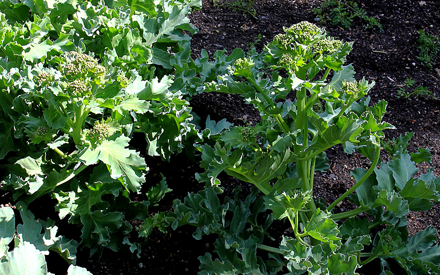 Tatarenkohl (Pflanze)