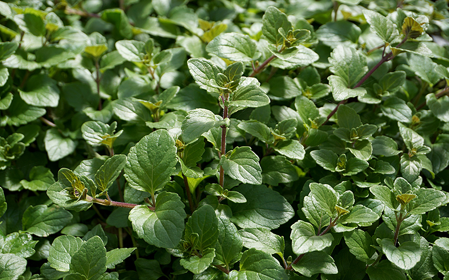 Yerba Buena (Pflanze)