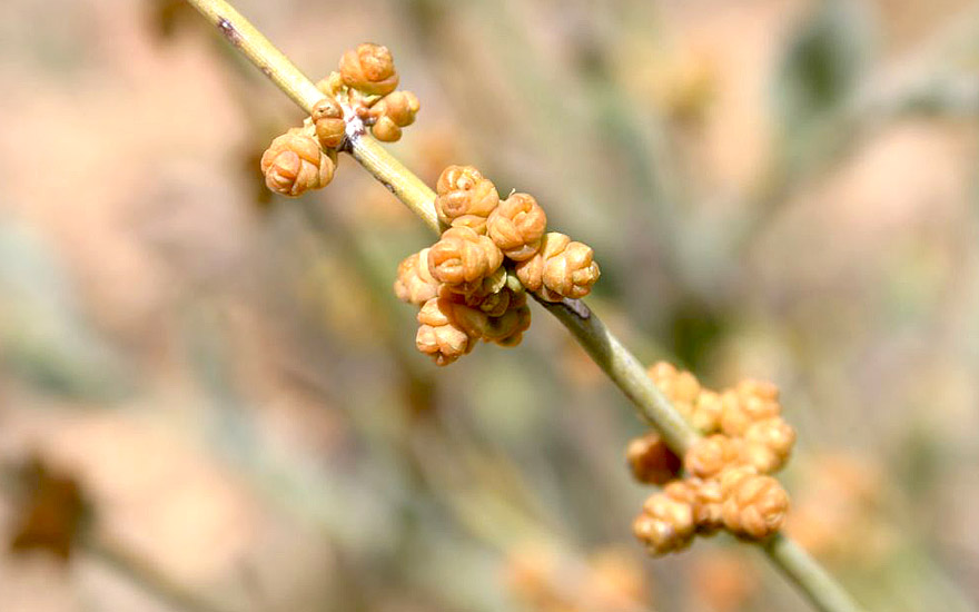 Ephedra (Pflanzen & Saatgut) Rühlemann's Kräuter und Duftpflanzen