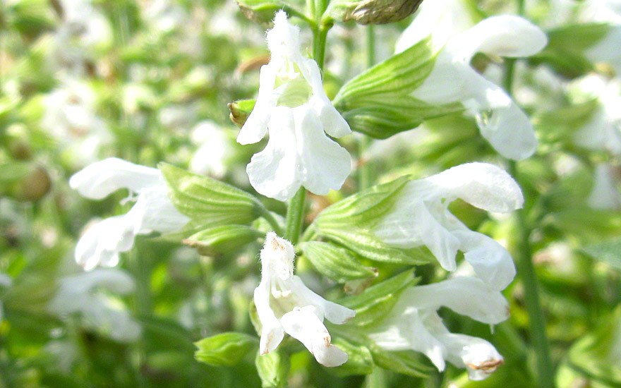 Weißer Zwergsalbei (Pflanze)