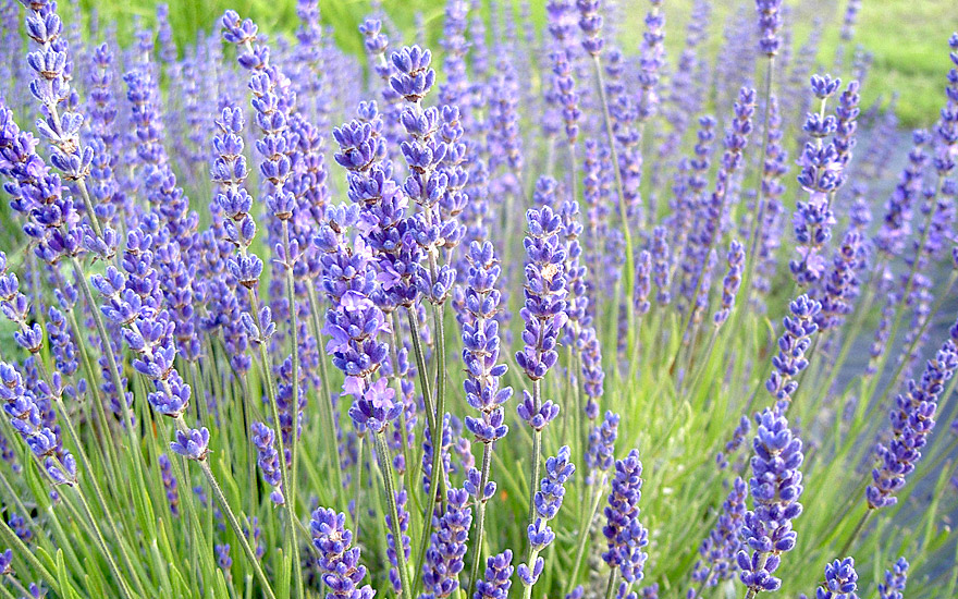 Lavendel 'Cecilia' (Pflanze)