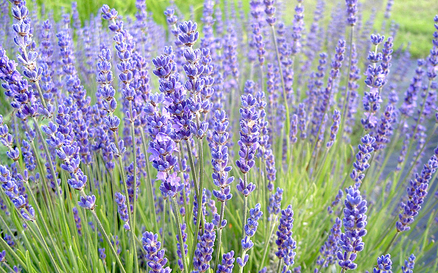 Rühlemann\'s und \'Cecilia\' Lavendel | Pflanzen Duftpflanzen & Labkraut-Lungenkraut | (Pflanze) Kräuter Lavendel | | Saatgut