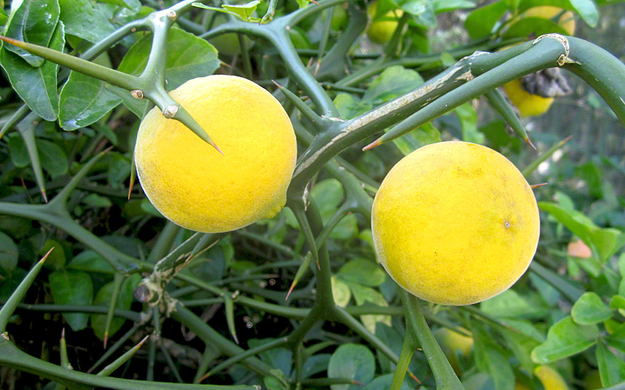Dreiblättrige Zitrone (Pflanze)