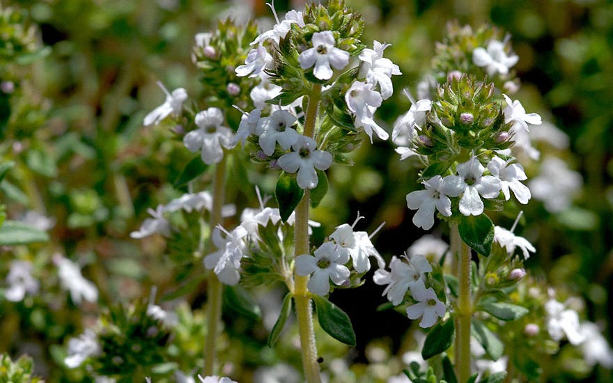 Orangenthymian, aufrecht (Saatgut)