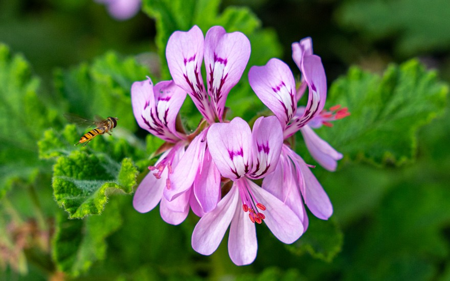 Bienenwachs-Duftgeranie (Pflanze)