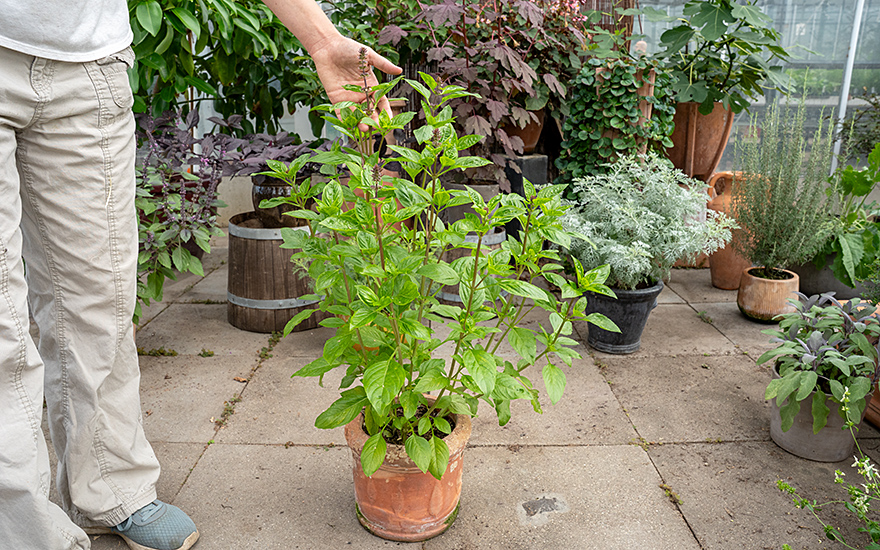 Strauchbasilikum 'Karpathos' (Saatgut)