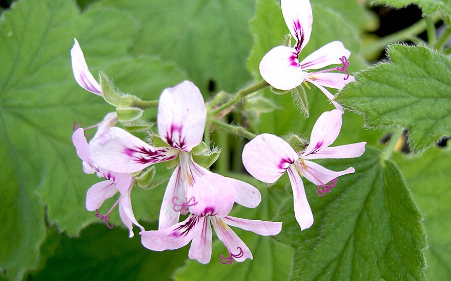 Pfefferminzgeranie 'Joy Lucille' (Pflanze)