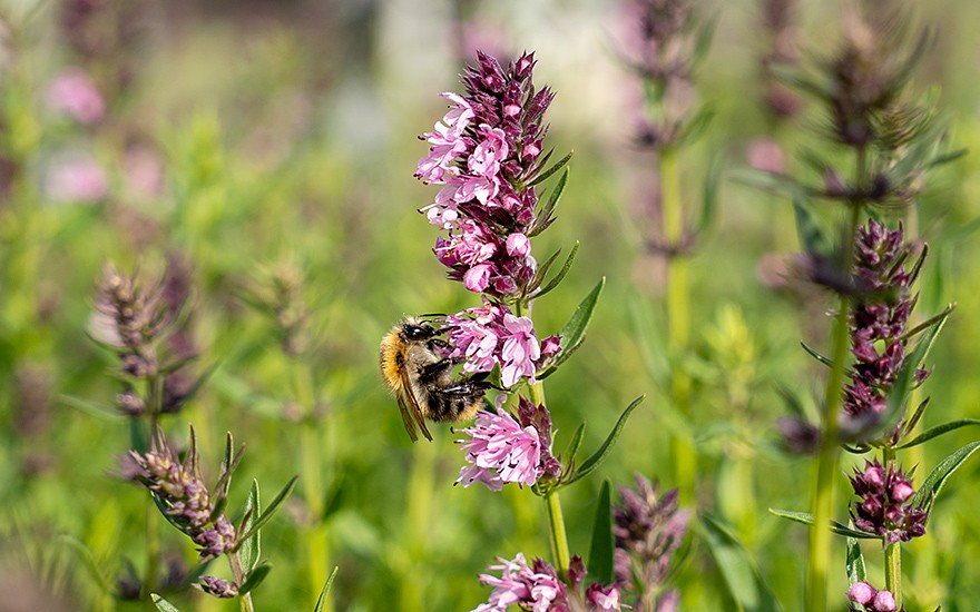 Ysop, rosa blühend (Saatgut)
