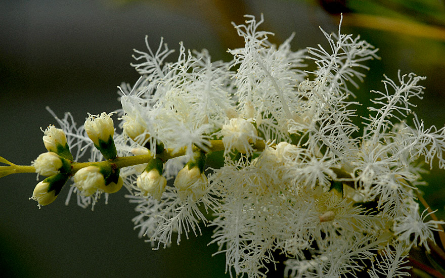 Teebaum (Saatgut)