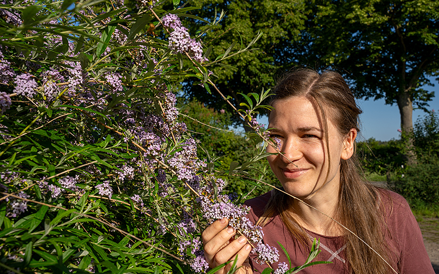 Hängender Sommerflieder (Pflanze)