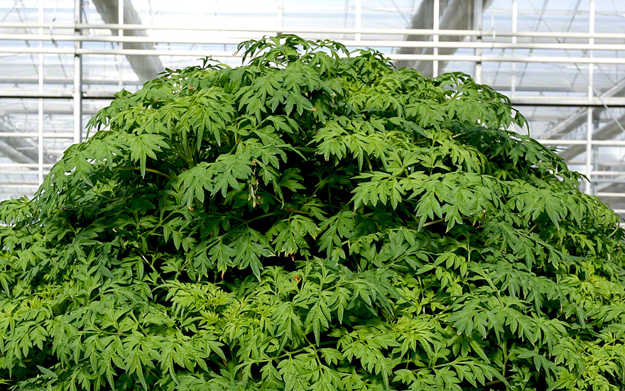 Unsere kleine Plantage - im Sommer über 2 Meter hoch