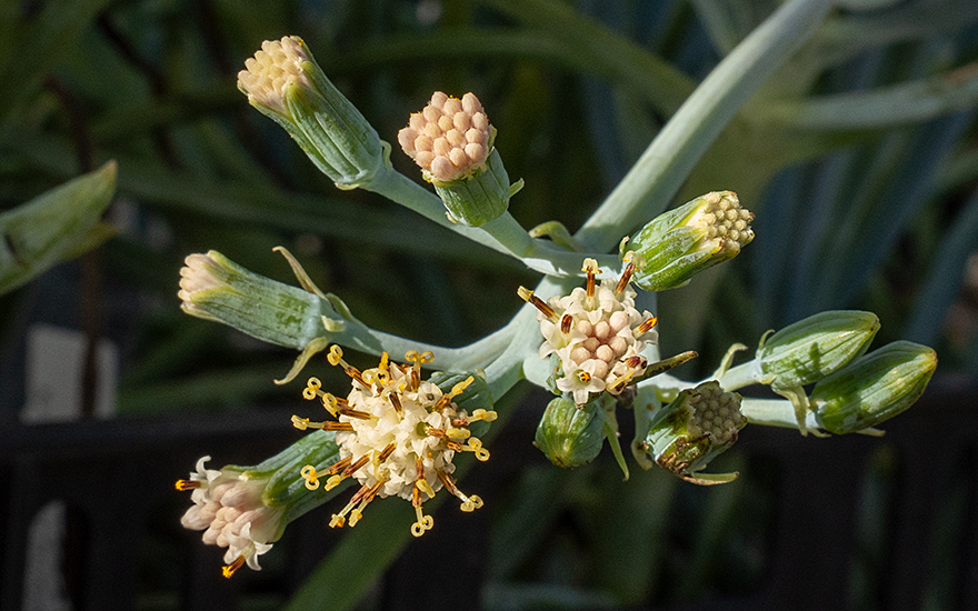 Bálsamo de Canudo (Pflanze)