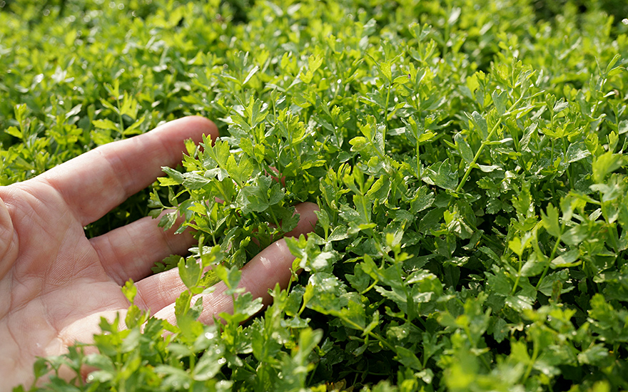 Kriechende Sellerie (Pflanze)