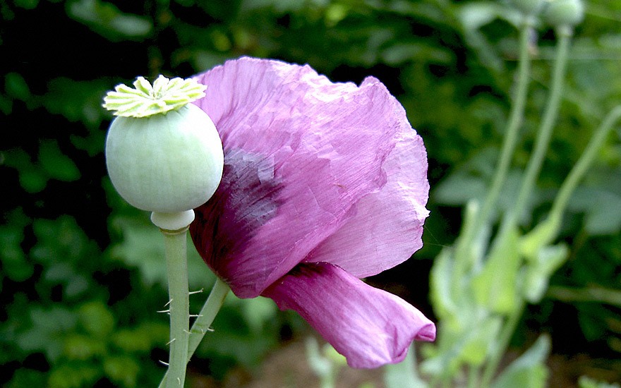 Blauer Schlafmohn (Saatgut)