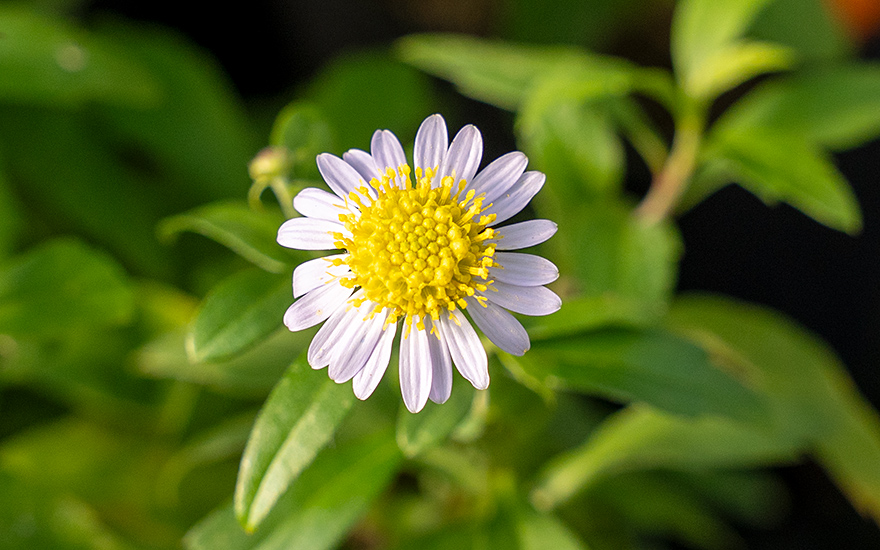 Indische Schönaster, Malantou (Pflanze)