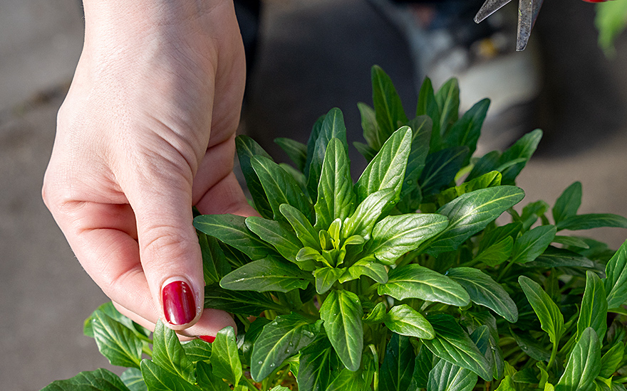 Turkmenische Knoblauchkresse (Pflanze)