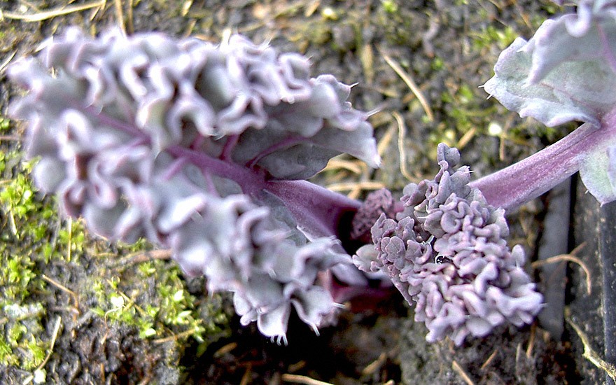 Meerkohl, purpur (Pflanze)