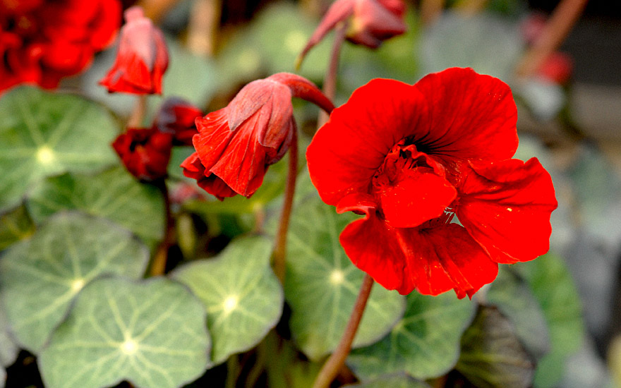 Kapuzinerkresse 'Red Wonder' (Pflanze)