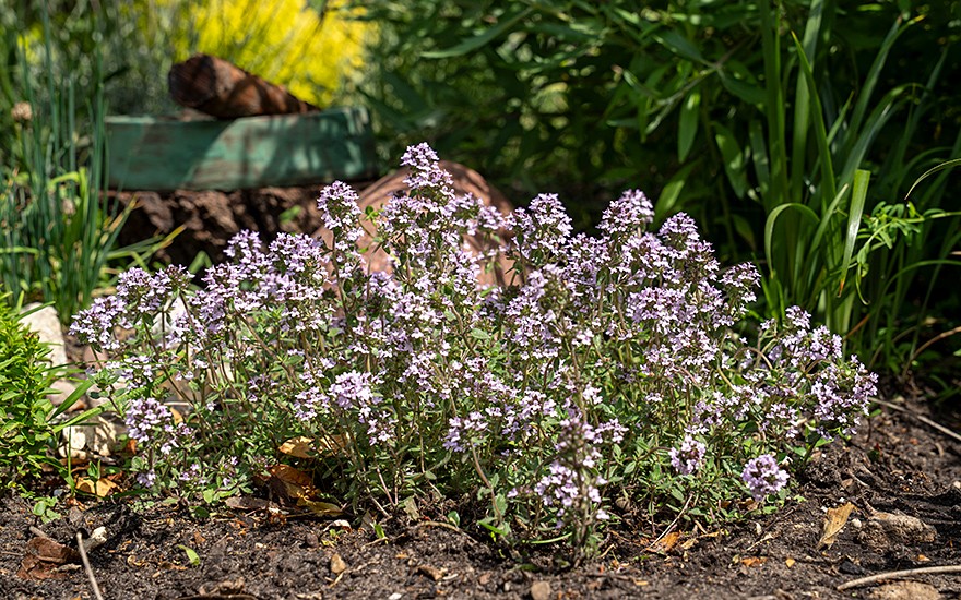 Thymian 'Summerdreams®' Rose (Pflanze)