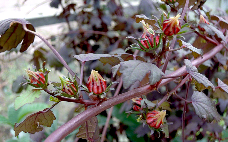Roter Hibiskus (Pflanze)