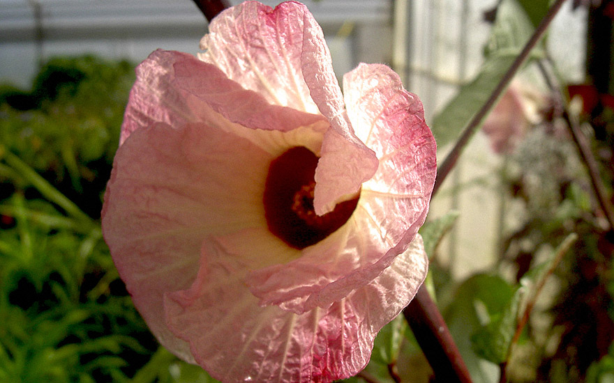 Hibiskustee, Roselle (Saatgut)