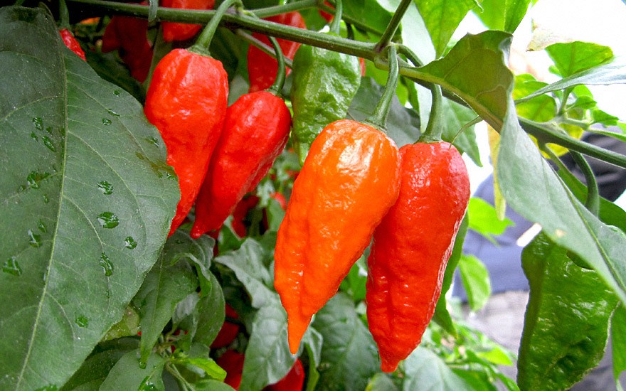 Chili 'Naga Jolokia' (Saatgut)