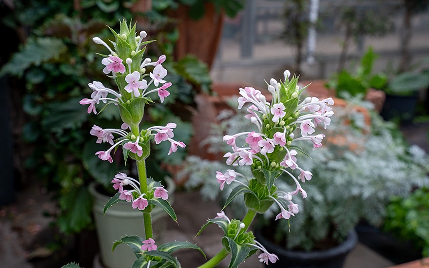 Elfen-Distel (Pflanze)