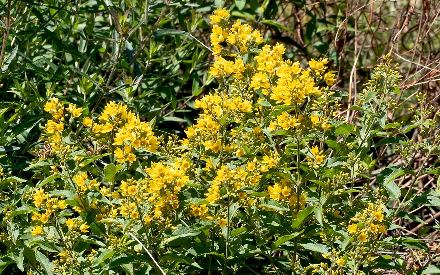 Goldfelberich, Gilbweiderich (Saatgut)