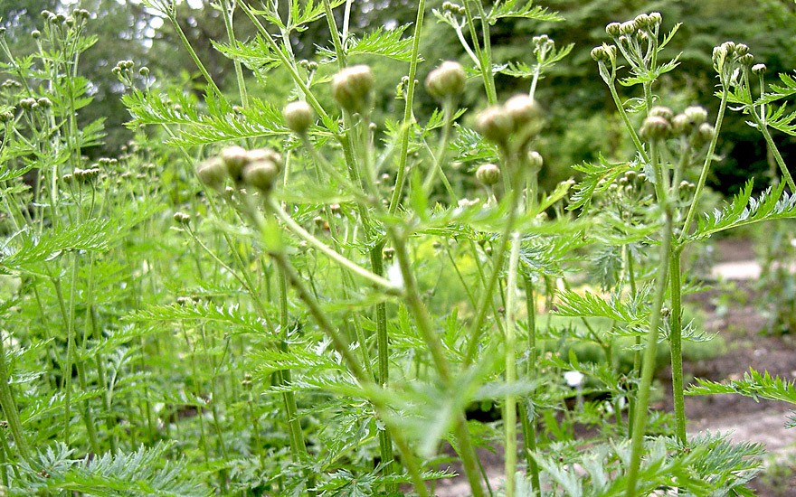 Persisches Pyrethrum (Saatgut)