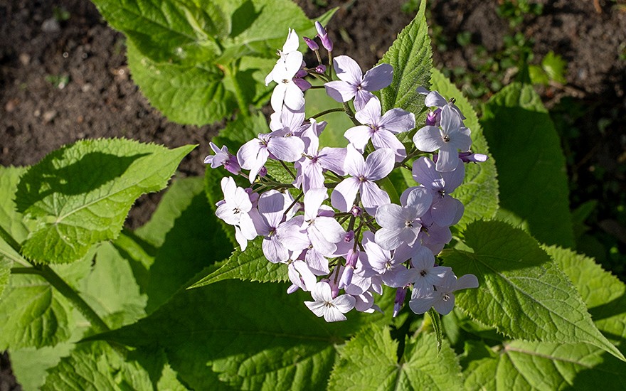 Mondviole (Saatgut)